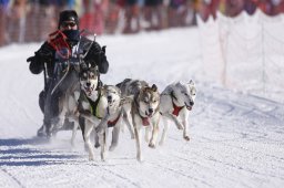 Lenk 2013